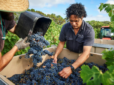 CLAIRAULT STRIECKER Vintage Frances Viticulturist Chris Gillmore